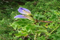 Acanthus ilicifolius
